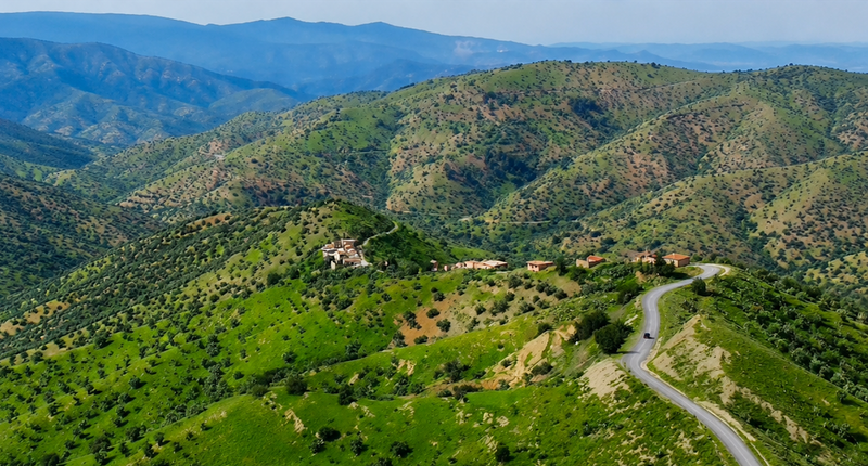 La vraie saveur de l'huile d'olive